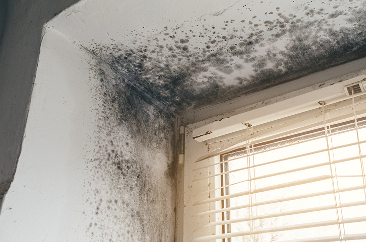 Mould growth in a room corner near window