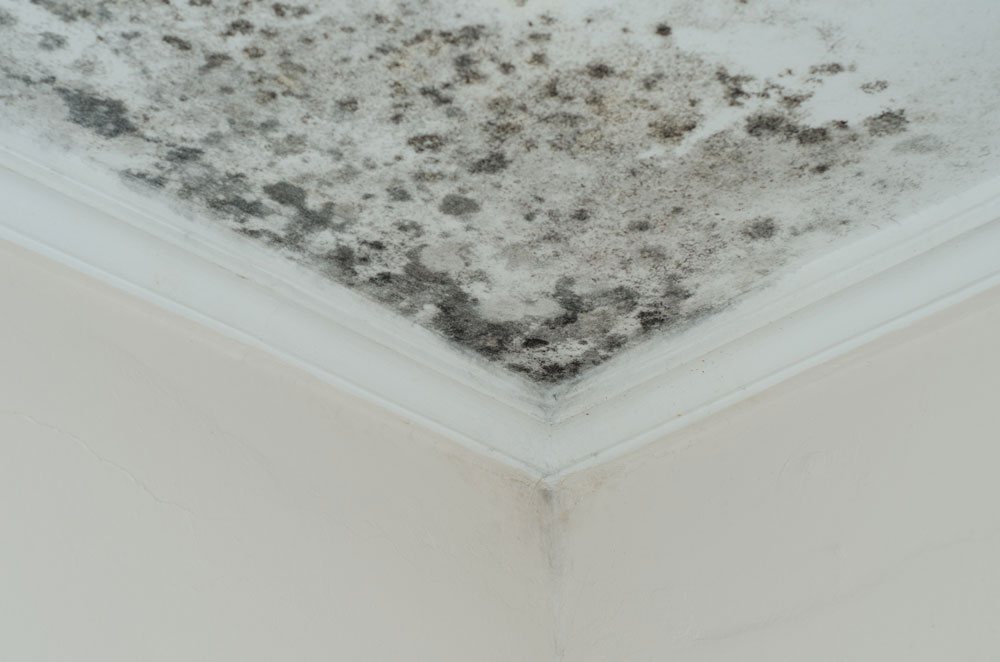Mould on ceiling corner in residential area