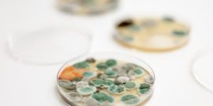 Mould samples on white background. A petri dish with colonies of microorganisms for bacteriological analysis in a microbiological laboratory. Close up view of mould